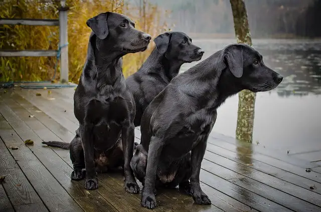 three black american labradors