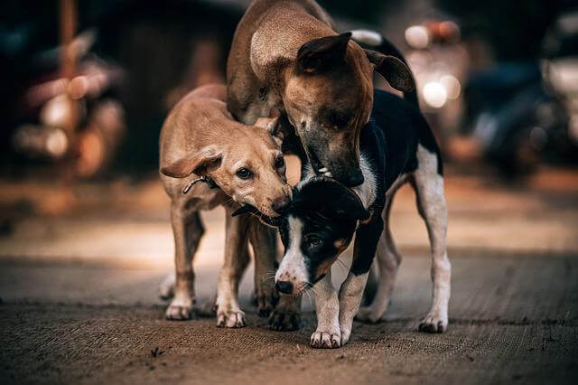 three-dogs biting