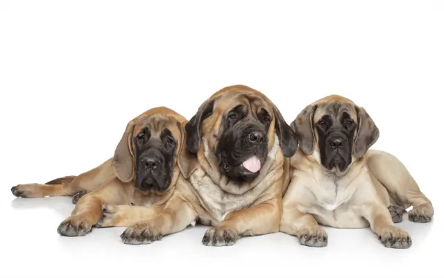 three english mastiffs