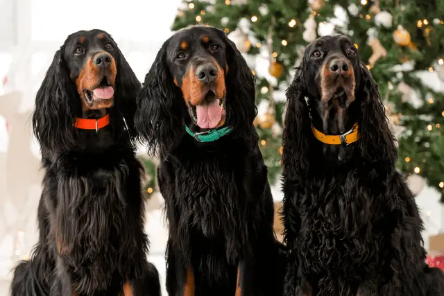 three Gordon Setters