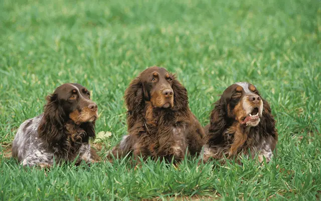 three picardy spaniels