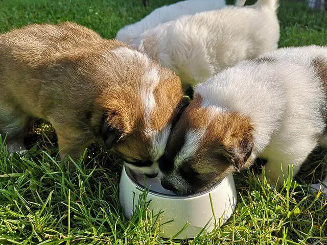 three puppies drinking water