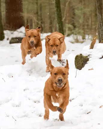 three red labs running