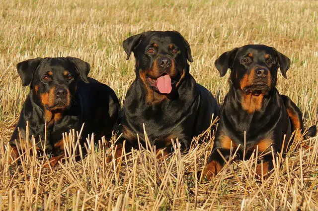 three rottweilers