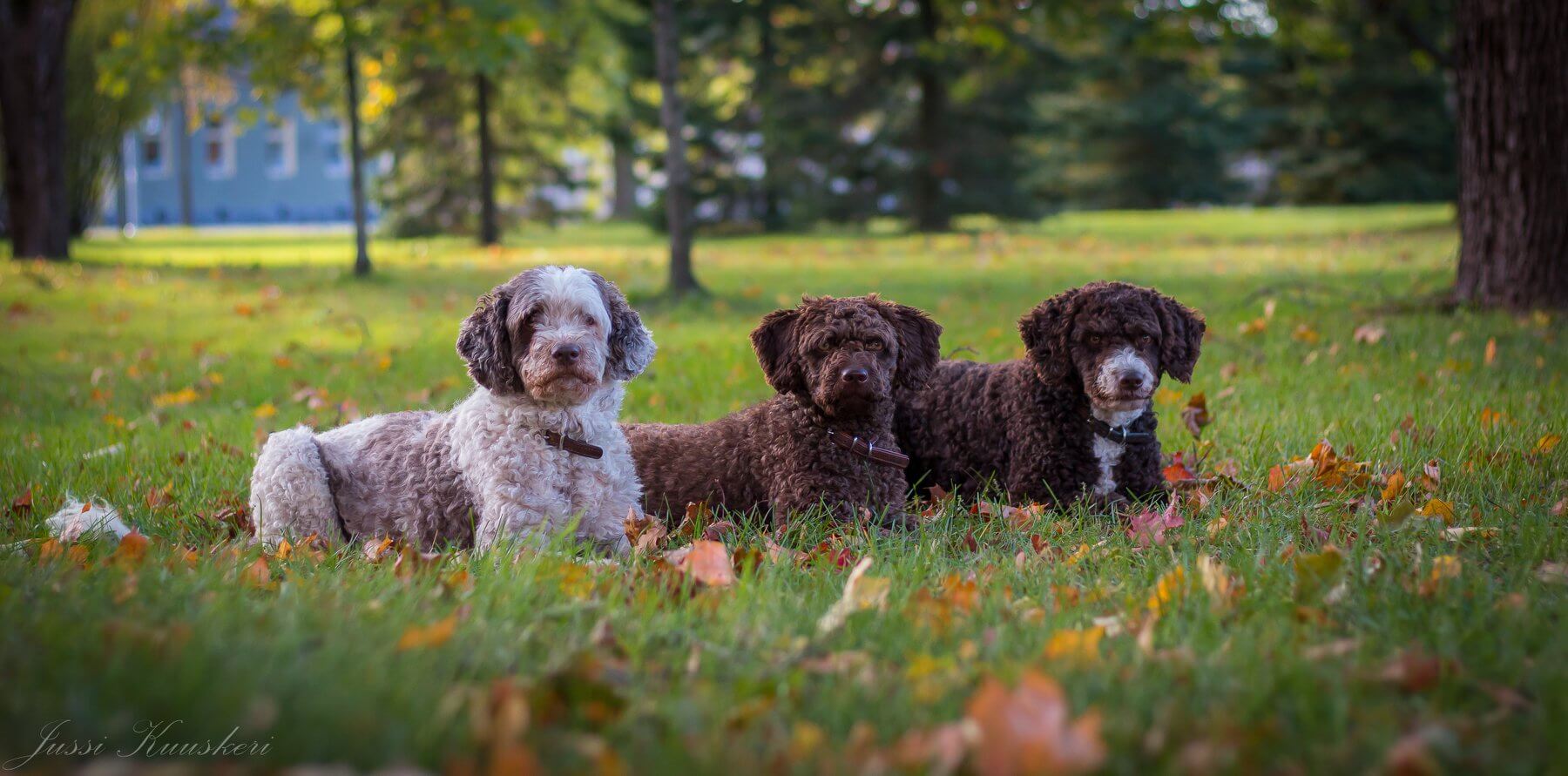 three spanish water dogs