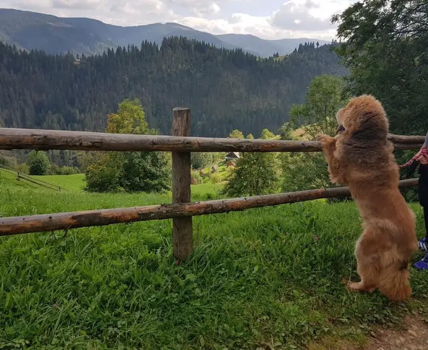 tibetan mastiff in nature