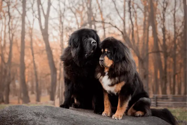 Tibetan Mastiff