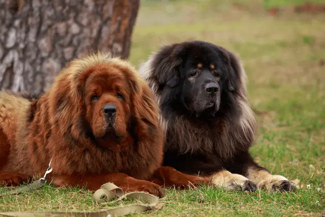 Tibetan Mastiff