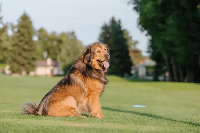 Tibetan Mastiff