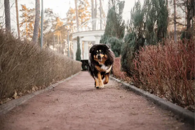 Tibetan Mastiff