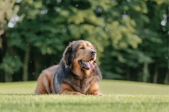 Tibetan Mastiff