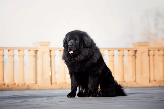 Tibetan Mastiff