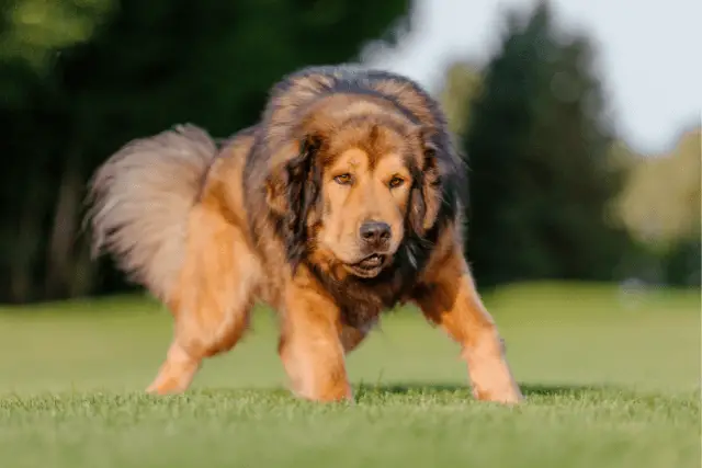 Tibetan Mastiff