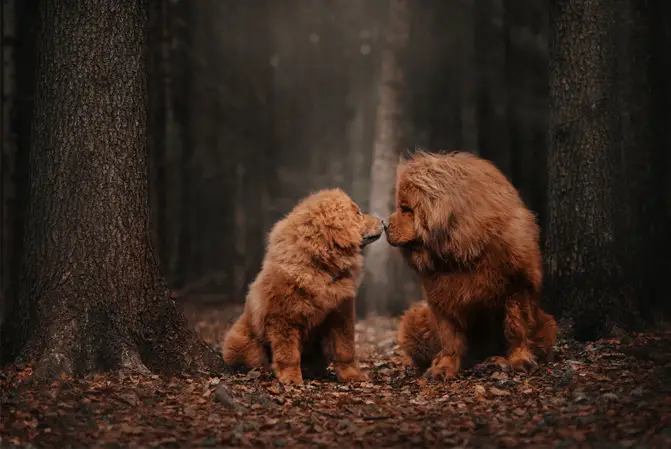 tibetan mastiff dogs in woods