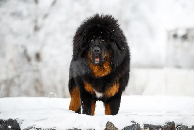 mastín tibetano en la nieve