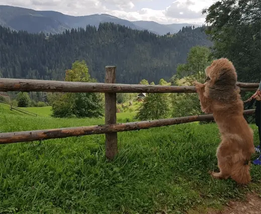 mastín tibetano en la naturaleza