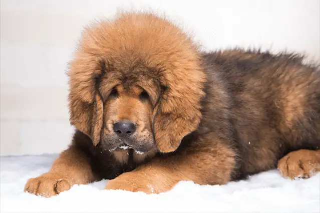 cachorro de mastín tibetano