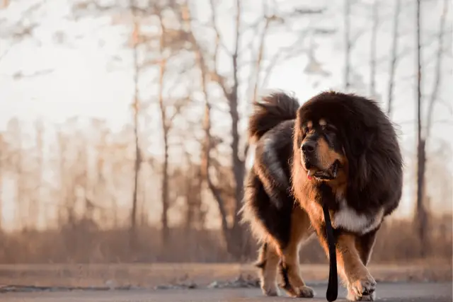 Tibetan Mastiff