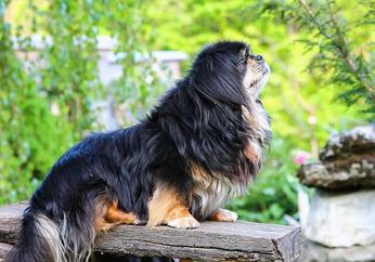 are tibetan spaniel good with kids