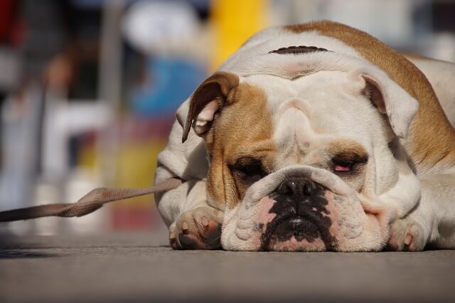 tired bulldog