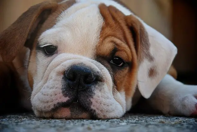 tired bulldog