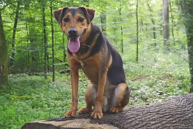 tired dog in woods