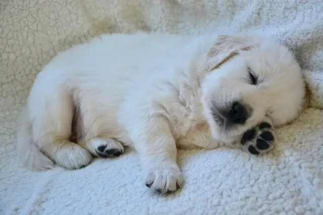 tired golden retriever puppy