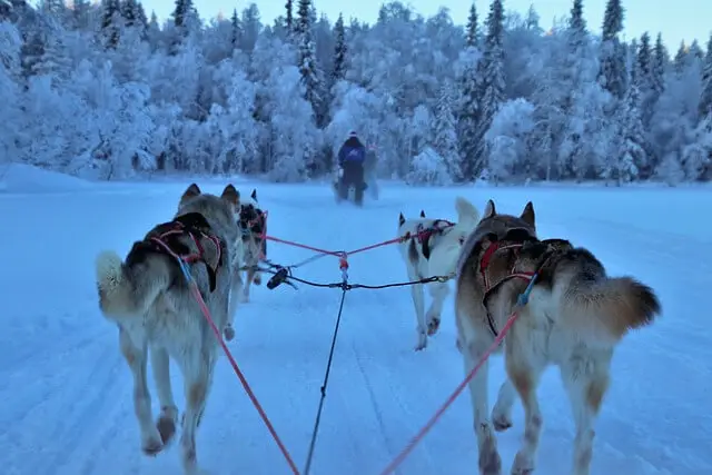 Togo Sled Dog