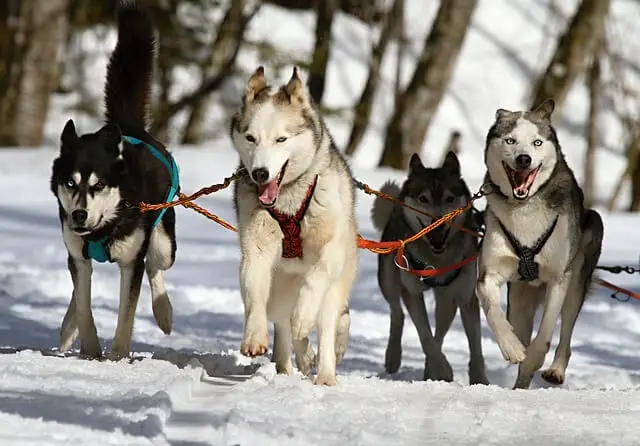 Togo Sled Dog