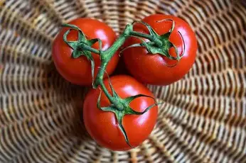 los perros pueden comer tomates