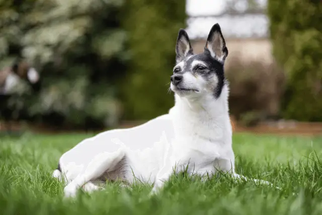 Toy Fox Terrier