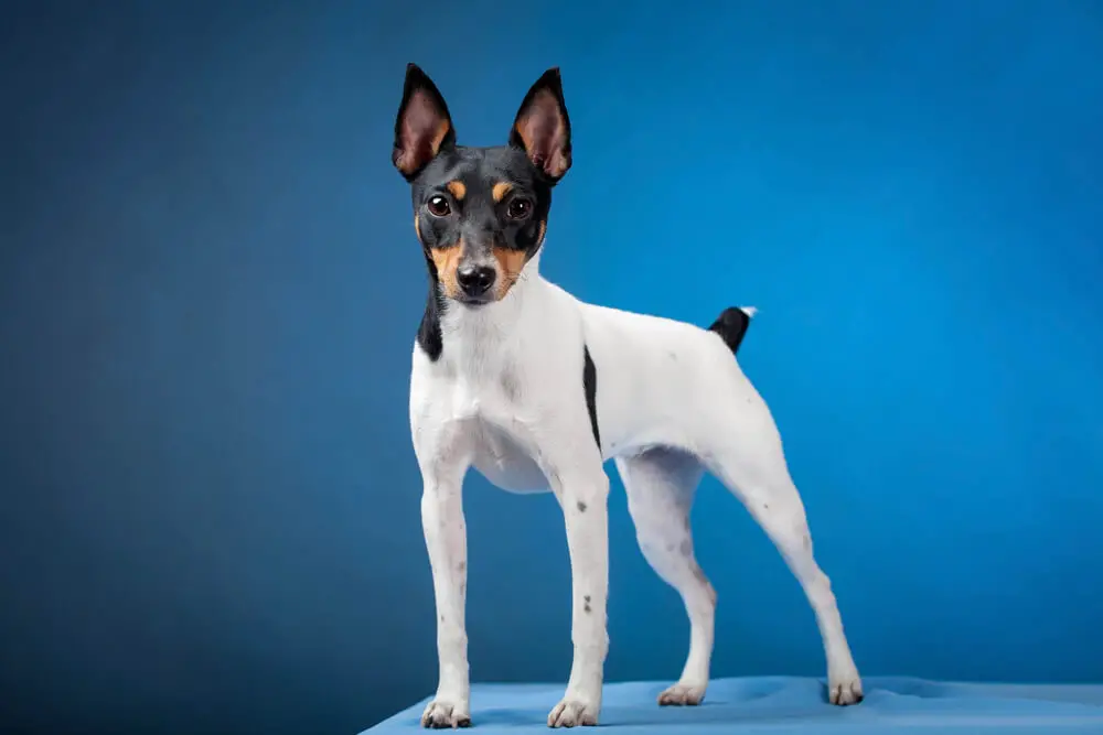 toy fox terrier