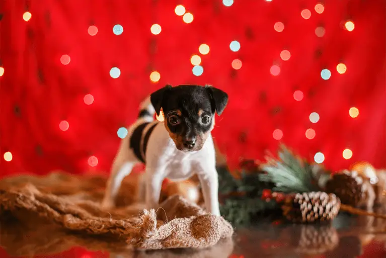 toy fox terrier puppy