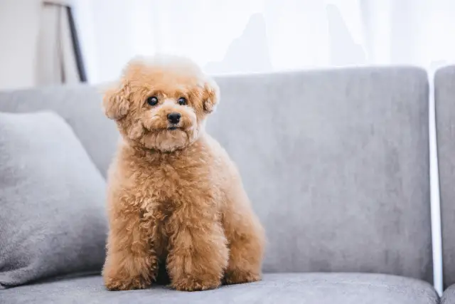 Toy Poodle