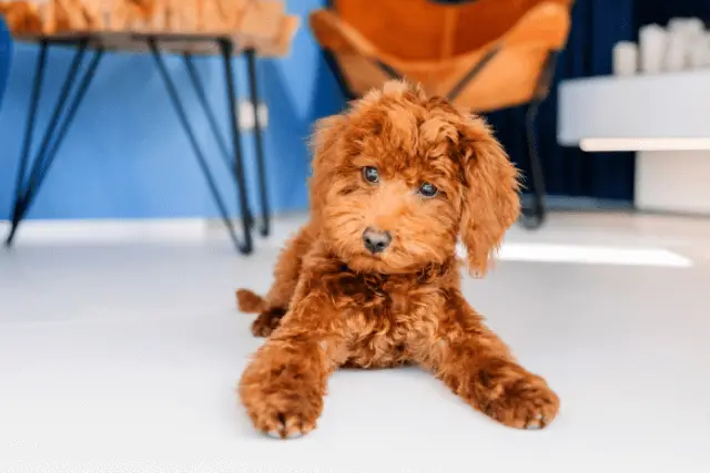 Toy Poodle