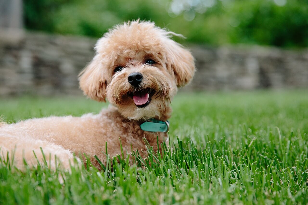 toy poodle