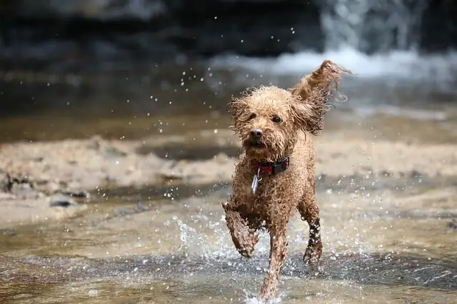 toy poodle