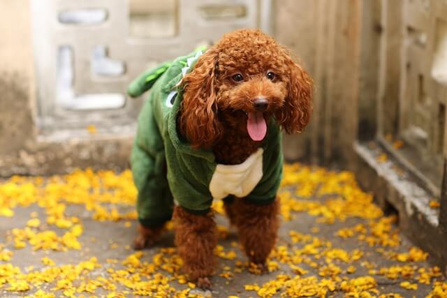 toy-poodle smiling