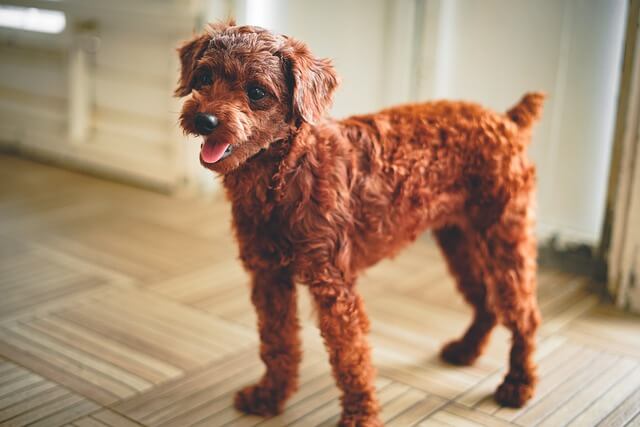 toy-poodle trimmed