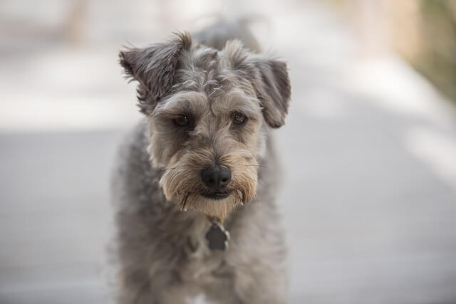 toy schnoodle