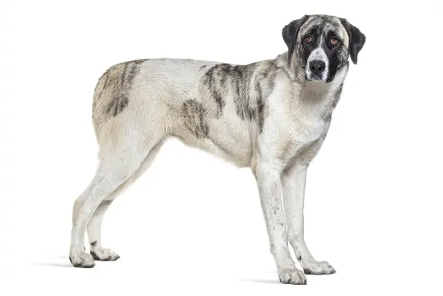 Transmontano Mastiff