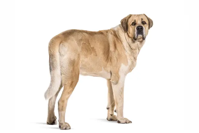 Transmontano Mastiff