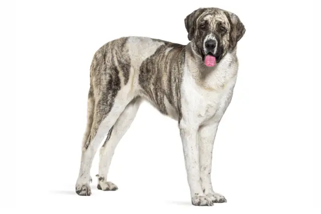 Transmontano Mastiff