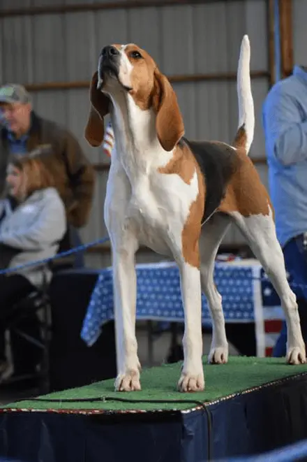 treeing walker connhound