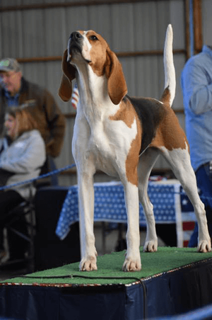 are treeing walker coonhounds protective