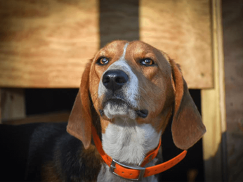 are treeing walker coonhounds protective