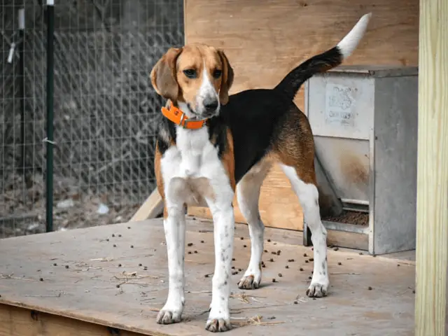 treeing walker coonhound