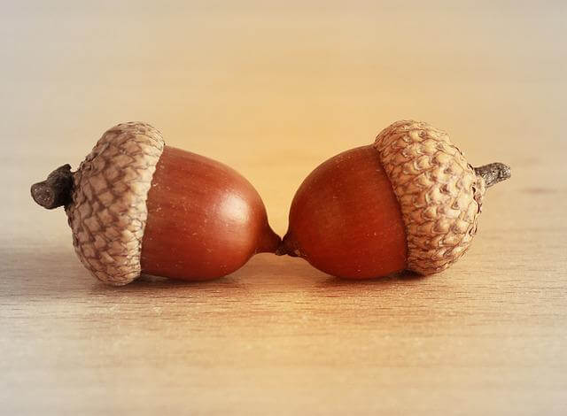 two acorns