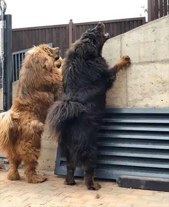 two adult tibetan mastiffs