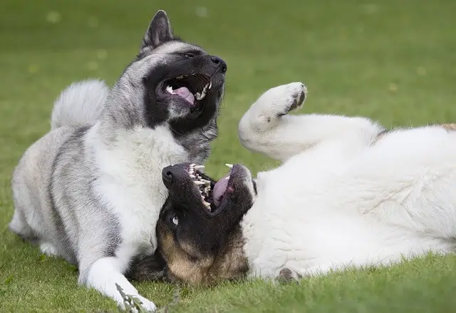 two akitas playing